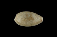 藏品(愛龍寶螺)的圖片